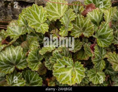 Feuilles de saxifrage à feuilles opposées, Saxifraga sarmentosa rampante ; plante de jardin, à partir de la Chine. Banque D'Images