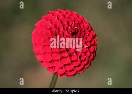 Plan Macro sur un pompon rouge 'Red Hapet En' Dahlia fleur qui s'épanouit au soleil Banque D'Images