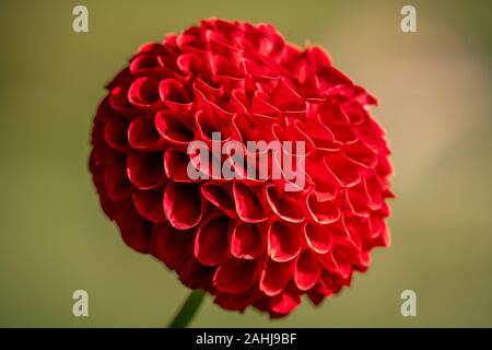 Plan Macro sur un pompon rouge 'Red Hapet En' Dahlia fleur qui s'épanouit au soleil Banque D'Images