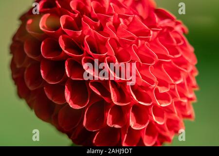 Plan Macro sur un pompon rouge 'Red Hapet En' Dahlia fleur qui s'épanouit au soleil Banque D'Images