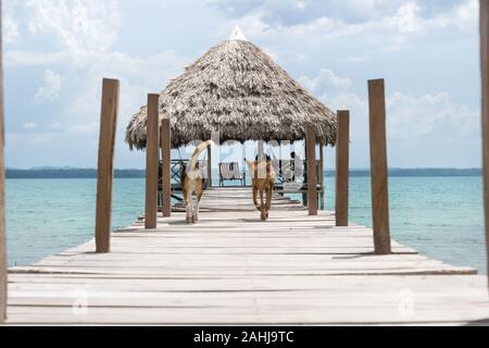 Deux chiens qui courent sur une jetée en bois avec toit en feuille de palmier sur une journée ensoleillée, El Remate, Peten, Guatemala Banque D'Images