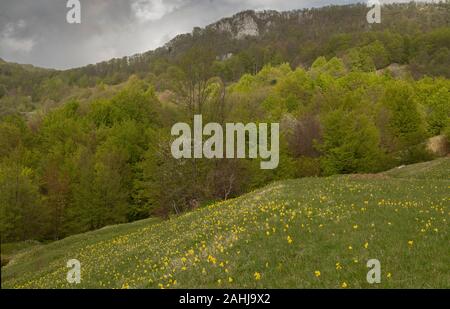 Parmi les prés fleuris de hêtres sur le col d'Ucka, avec, comme la plus grande Cowslips Primula veris ssp columnae. Au nord de la Croatie. Banque D'Images