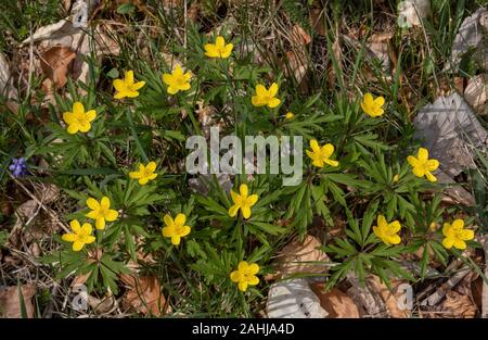 Anémone des bois jaune, Anemone, les forêts, les montagnes du Velebit, Croatie. Banque D'Images