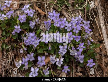Masse de chien commun-violette, Viola riviniana, dans les bois. Banque D'Images