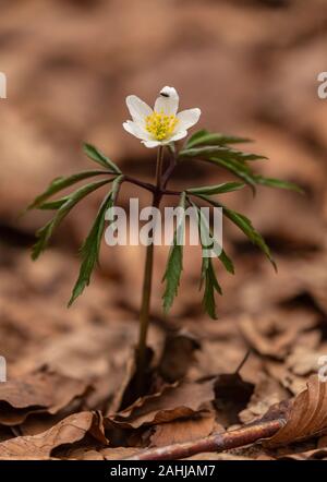 Anémone des bois Anemone nemorosa, en fleurs au début du printemps, en bois de hêtre. Banque D'Images