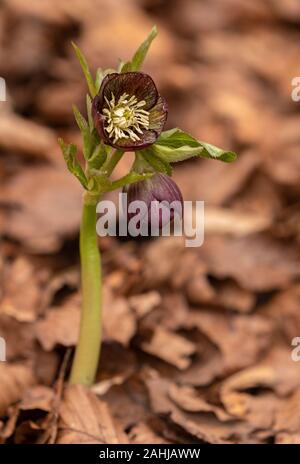 Une hellebore Helleborus dumetorum, ssp. atrorubens, en fleurs en montagne, bois de hêtre de la Croatie. Banque D'Images