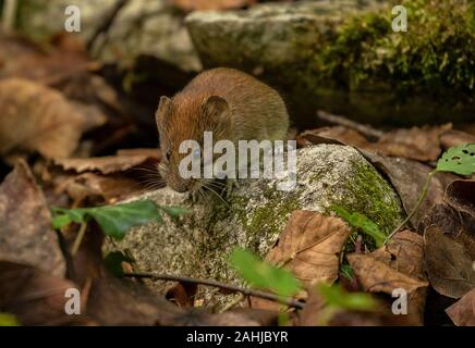 Myodes glareolus campagnol roussâtre, active, au printemps en bois de hêtre. Banque D'Images