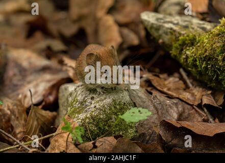 Myodes glareolus campagnol roussâtre, active, au printemps en bois de hêtre. Banque D'Images