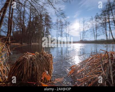 Dimanche à pied aorund un petit lac avec un petit bois erlenmoos, Rot an der Rot Banque D'Images