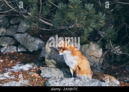 Wild red fox debout sur le rocher en Hautes Tatras, en Slovaquie. La neige et l'hiver. Banque D'Images