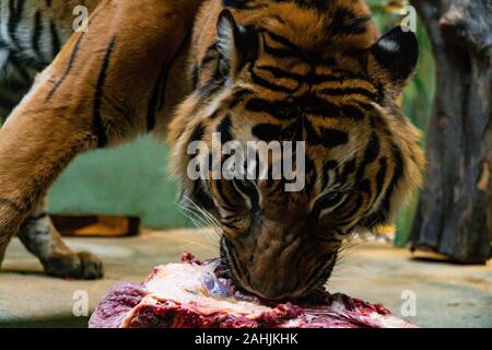 Manger de la viande rouge fraîche de tigres dans un zoo Banque D'Images