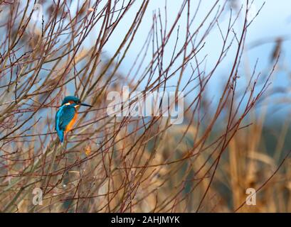 Kingfisher perché sur une branche en attente Banque D'Images