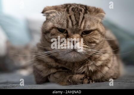 Insatisfait chat Scottish Fold a regardée en l'appareil photo, allongé sur un plaid doux. Banque D'Images