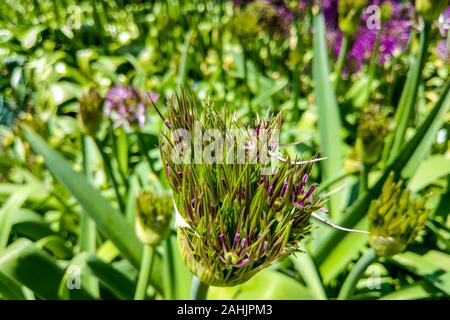 Allium Giganteum en fleurs. Quelques boules de floraison des fleurs d'Allium. Belle photo avec le thème Allium pour jardinage Banque D'Images