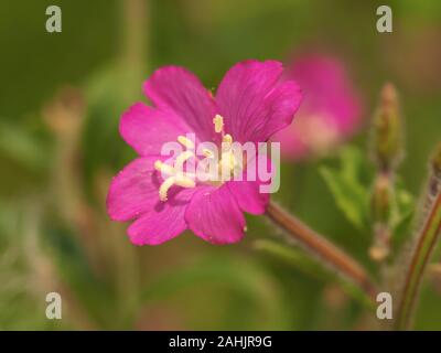 Jolie rose fleur de grande willowherb, Epilobium hirsutum, avec les étamines et les stigmates clairement visibles Banque D'Images