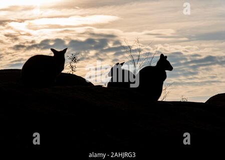 Bennett’s Wallaby, Macropus Rufogriseus au zoo de Colchester, Essex, Royaume-Uni. Silhouette contre fin d'après-midi, début de soirée couchant le soleil d'hiver. Ligne de crête Banque D'Images