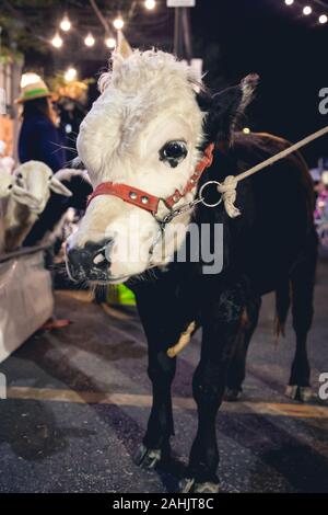 Vache animal debout sur rue et à la caméra au festival de nuit en handsomeness Banque D'Images