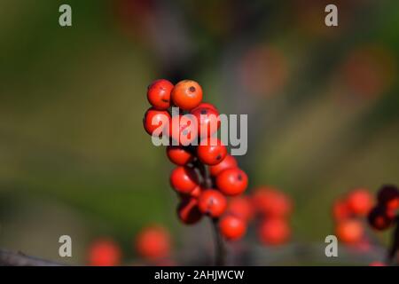 Ilex verticillata houx verticillé ou lors d'une froide journée de l'hiver. Il s'agit d'une espèce de houx indigène de l'Est de l'Amérique du Nord aux États-Unis. Banque D'Images