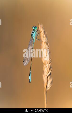 Blaue Federlibelle Maennchen, Platycnemis pennipes mâle, pattes blanches libellule Banque D'Images
