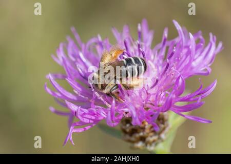 Hosenbiene Weibchen, Dasypoda hirtipes, femme Pantalon bee Banque D'Images