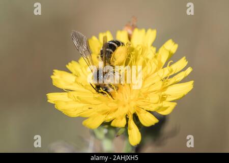 Hosenbiene Weibchen, Dasypoda hirtipes, femme Pantalon bee Banque D'Images