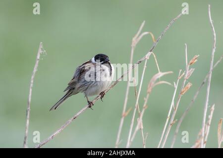 Maennchen Rohrammer Emberiza schoeniclus, homme, Reed Bunting Banque D'Images