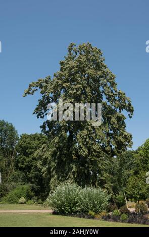 La chaux d'argent ou d'argent d'arbres feuillus tilleul (Tilia tomentosa 'Petiolaris') dans un parc en milieu rural Surrey, England, UK Banque D'Images
