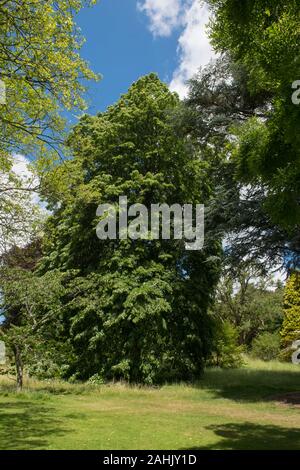 La chaux d'argent ou d'argent d'arbres feuillus tilleul (Tilia tomentosa 'Petiolaris') dans un parc en milieu rural Devon, England, UK Banque D'Images