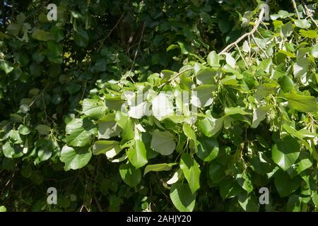 La chaux d'argent ou d'argent d'arbres feuillus tilleul (Tilia tomentosa 'Petiolaris') dans un parc en milieu rural Devon, England, UK Banque D'Images