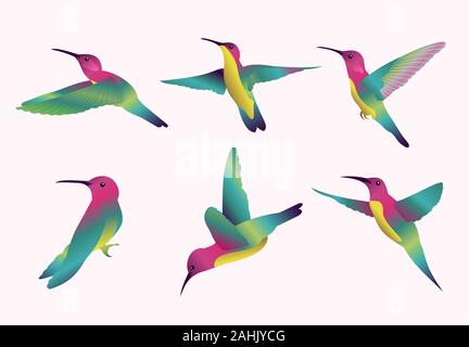 Humming Bird Vector Illustration Set Illustration de Vecteur