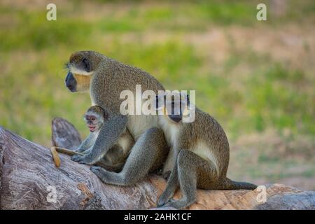 Gambie singe. Parc national de Bijilo. Jungle en Gambie en Afrique de l'Ouest. Banque D'Images