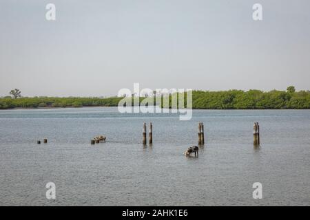 Vue sur l'île historique Fadiauth. Le Sénégal. L'Afrique de l'Ouest. Banque D'Images