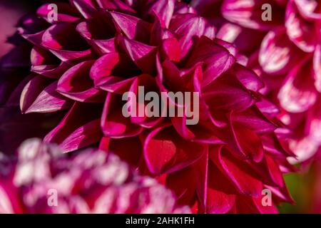 Détail d'un plan macro de couleur rouge et blanc fleur dahlia en plein soleil Banque D'Images