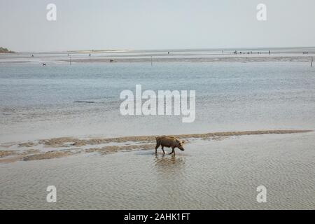Vue sur l'île historique Fadiauth. Le Sénégal. L'Afrique de l'Ouest. Banque D'Images