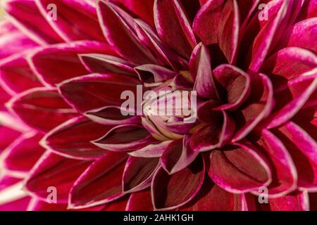 Détail d'un plan macro de couleur rouge et blanc fleur dahlia en plein soleil Banque D'Images