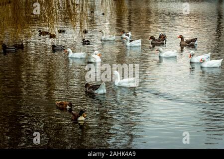 Les canards et les oies la natation dans l'étang du parc de la ville de Kampen Hanze ville dans la province d'Overijssel, Pays-Bas Banque D'Images