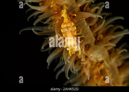 Whip Zanzibar coral shrimp - Dasycaris zanzibarica Banque D'Images