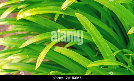 De plus en plus de feuilles de pandan vert frais dans le jardin texture background Banque D'Images