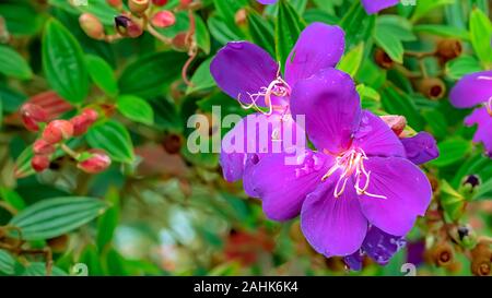 Close up fleurs violettes Malabar (melastome rhododendron indien), Melastoma malabathricum Linn macro photographie Banque D'Images
