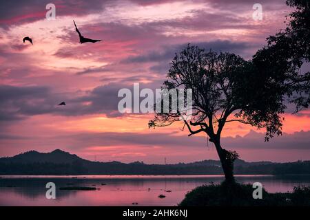 Les chauves-souris frugivores indiennes (espèces de renards volants) sur sky contre moody le coucher du soleil. Scène effrayante au crépuscule au Sri Lanka. Banque D'Images