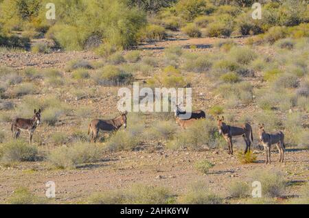 Les ânes sauvages, également connu sous le nom de Feral ânes, le pâturage dans les montagnes du désert de Sonora dans le comté de Maricopa. Arizona USA Banque D'Images