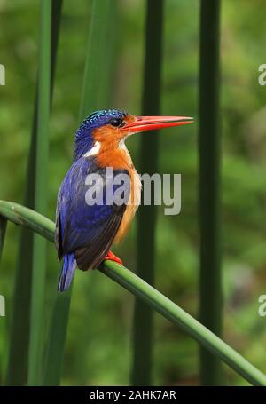 Martin-pêcheur huppé (Corythornis cristatus) cyanostigma des profils perché sur les terres humides de Mabamba reed cassée, Lac Victoria, Ouganda Novembre Banque D'Images