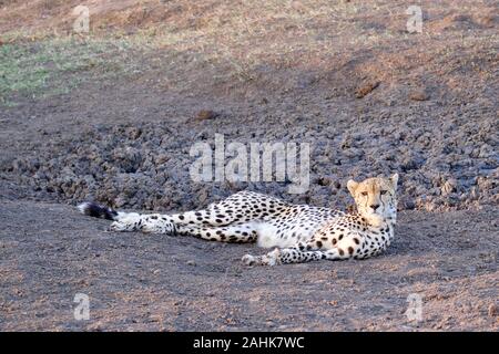 Belle dans le guépard Maasai Mara Banque D'Images