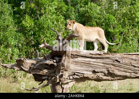 Des lionceaux jouant dans le Masai Mara Banque D'Images
