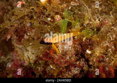 Blennies à face noire, Tripterygion delaisi Banque D'Images