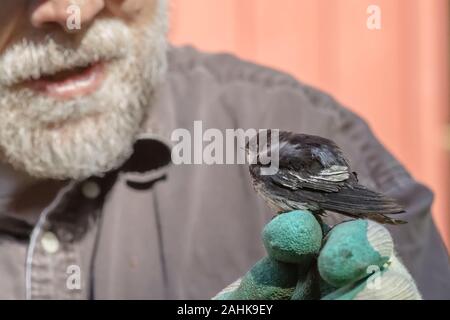 Une hirondelle verte violette déchue, naissante, est posée sur la main gantée d'un homme âgé barbu dans une chemise marron, tout en regardant calmement son sauveteur Banque D'Images