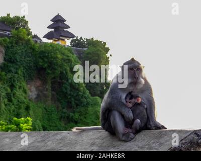 Deux des macaques sur un mur au temple d'Uluwatu à Bali Banque D'Images