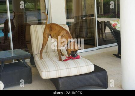 Grand chien boxer joue avec un jouet à mâcher Banque D'Images