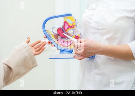 Médecin gynécologue consulting un patient à l'aide de modèle de l'anatomie de l'utérus Banque D'Images