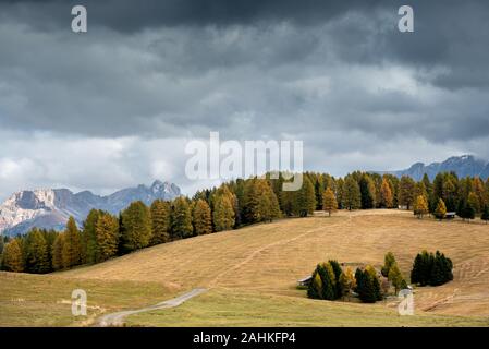 Avec de beaux paysage automne jaune et vert de pins au domaines de l'Alpe di Siusi dans les Dolomites Tyrol du Sud en Italie Banque D'Images